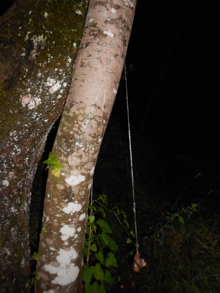 Il mio primo Limax dell'' millipunctatus-gruppo!